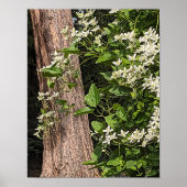 ホワイトスイートオータムクレマティスフローラ ポスター (正面)