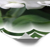 ホワイトスイートピーポスタープリント ポスター (角)