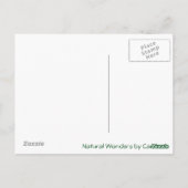 ホワイトストライプ ポストカード (裏面)