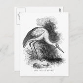 ホワイトストークヴィンテージ鳥野獣スケッチ ポストカード (正面/裏面)