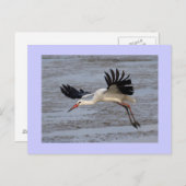 ホワイトストーク ポストカード (正面/裏面)