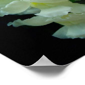 ホワイトスナップドラゴン ポスター (角)