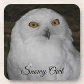 ホワイトスノーウィークフクロウ撮影飲料用コースター コースター (正面)