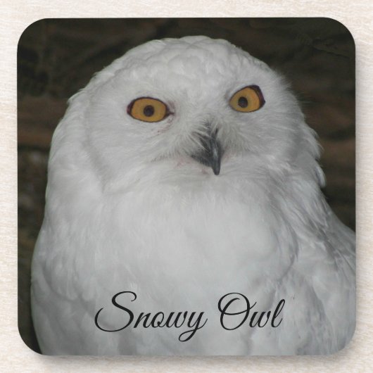 ホワイトスノーウィークフクロウ撮影飲料用コースター コースター (正面)