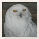 ホワイトスノーフクロウ自然写真 ガラスコースター (正面)