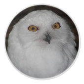 ホワイトスノーフクロウ自然写真 セラミックノブ (正面)