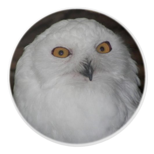 ホワイトスノーフクロウ自然写真 セラミックノブ (正面)