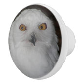 ホワイトスノーフクロウ自然写真 セラミックノブ (右)