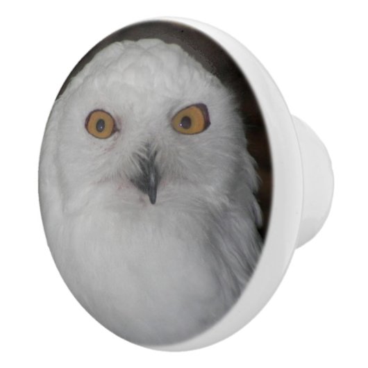 ホワイトスノーフクロウ自然写真 セラミックノブ (右)
