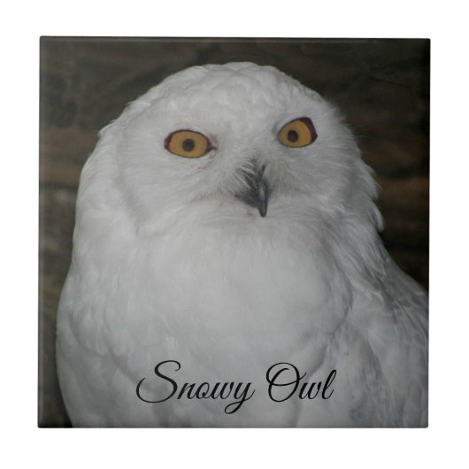 ホワイトスノーフクロウ自然写真 タイル (正面)