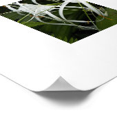 ホワイトスパイダーリリー開花フローラ ポスター (角)