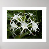 ホワイトスパイダーリリー開花フローラ ポスター (正面)