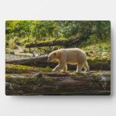 ホワイトスピリットベア狩り フォトプラーク (正面)