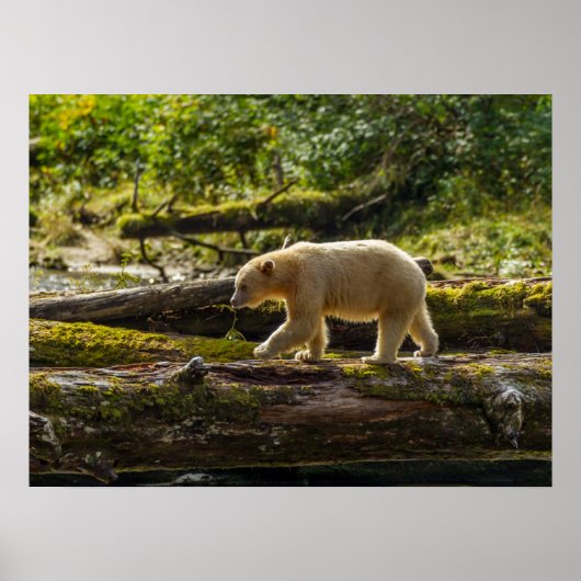 ホワイトスピリットベア狩り ポスター (正面)