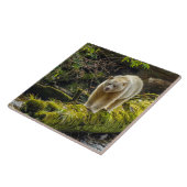 ホワイトスピリットベア |ブリティッシュコロンビア（カナダ） タイル (側面)