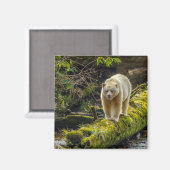 ホワイトスピリットベア |ブリティッシュコロンビア（カナダ） マグネット (正面/裏面)