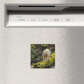 ホワイトスピリットベア |ブリティッシュコロンビア（カナダ） マグネット (インサイチュ (食洗機))