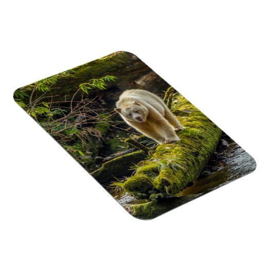 ホワイトスピリットベア |ブリティッシュコロンビア(カナダ) マグネット (右側)