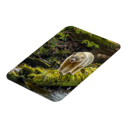 ホワイトスピリットベア |ブリティッシュコロンビア(カナダ) マグネット (左側)