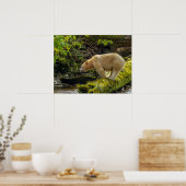 ホワイトスピリットベア ポスター (キッチン)