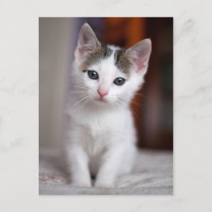 ホワイトスポッテッド子猫 ポストカード