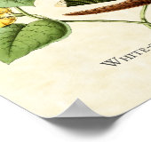 ホワイトスロートマウンテンジェムハミングバードアートプリント ポスター (角)