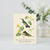 ホワイトスロートマウンテン宝石ハチドリヴィンテージアート ポストカード (スタンド正面)