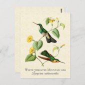 ホワイトスロートマウンテン宝石ハチドリヴィンテージアート ポストカード (正面/裏面)