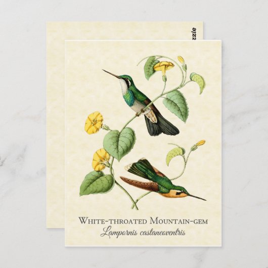 ホワイトスロートマウンテン宝石ハチドリヴィンテージアート ポストカード (正面/裏面)