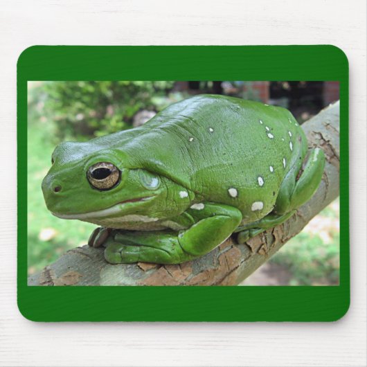 ホワイトズツリーカエル – Litoria caerulea マウスパッド (正面)