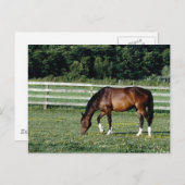 ホワイトソックス付きグレージング湾 ポストカード (正面/裏面)