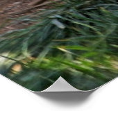 ホワイトタイガーとライオンパール ポスター (角)