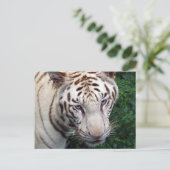 ホワイトタイガーはがき ポストカード (スタンド正面)