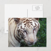 ホワイトタイガーはがき ポストカード (正面/裏面)