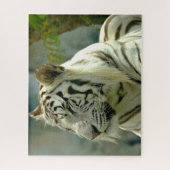 ホワイトタイガーアップクローズアップ ジグソーパズル (縦)