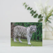 ホワイトタイガーアップクローズドビューポストカード ポストカード (スタンド正面)