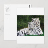 ホワイトタイガース ポストカード (正面/裏面)