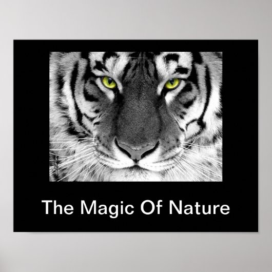 ホワイトタイガーポスター ポスター (正面)
