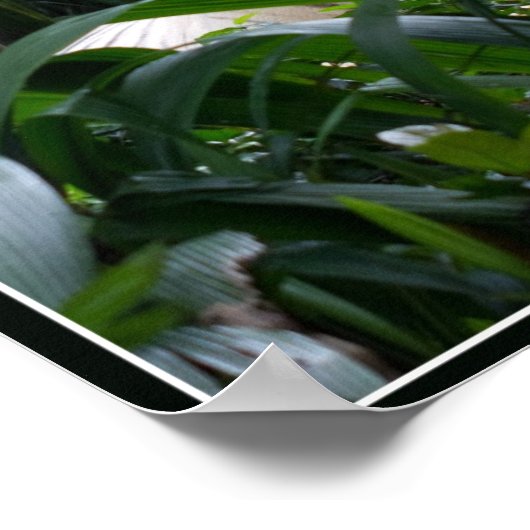 ホワイトタイガーポスター ポスター (角)