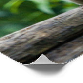 ホワイトタイガーポスター ポスター (角)