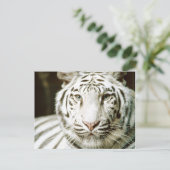 ホワイトタイガーポストカード ポストカード (スタンド正面)