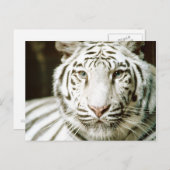 ホワイトタイガーポストカード ポストカード (正面/裏面)