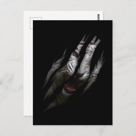 ホワイトタイガー引き裂かれたクローワイルドサファリアニマルキャット ポストカード (正面/裏面)