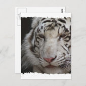 ホワイトタイガー葉書 ポストカード (正面/裏面)