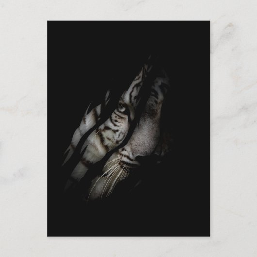 ホワイトタイガー顔引き裂かれたクローワイルドサファリアニマルキャット ポストカード (正面)