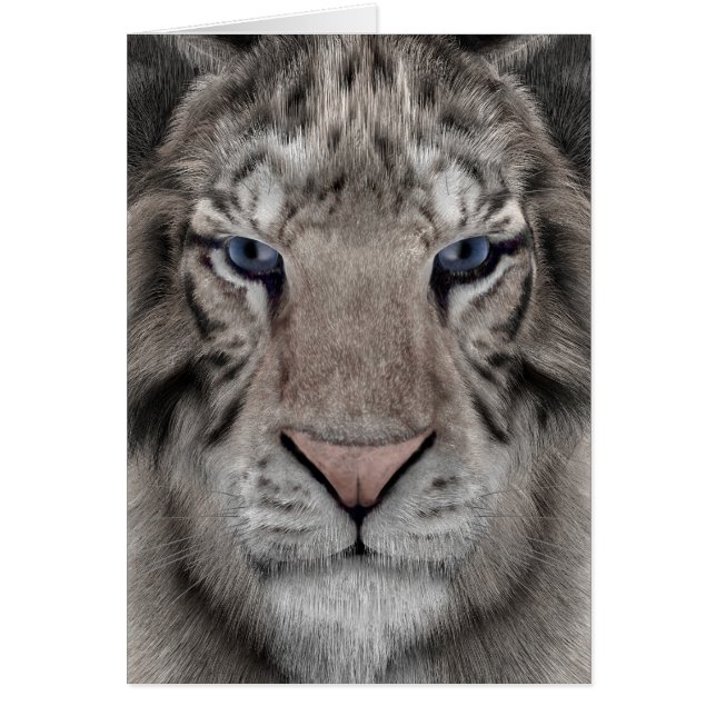 ホワイトタイガー (正面)