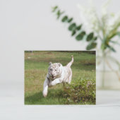 ホワイトタイガー3825e ポストカード (スタンド正面)