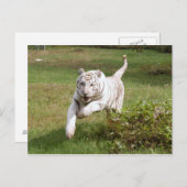 ホワイトタイガー3825e ポストカード (正面/裏面)