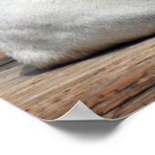 ホワイトタイガー、ベンガルのタイガーのポスター ポスター (角)