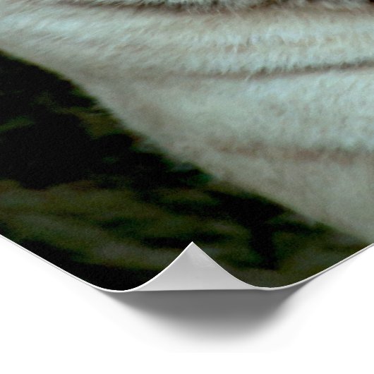 ホワイトタイガー ポスター (角)